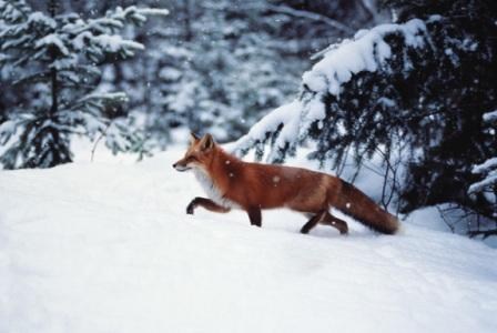 Поход на ездовых собаках